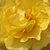 Žltá - Záhonová ruža - floribunda - Golden Wedding